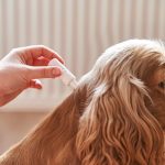What to Know About Flea & Tick Treatments for Dogs