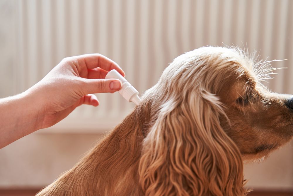 What to Know About Flea & Tick Treatments for Dogs